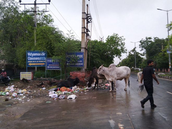 Remove stray cattle from Rohtak roads