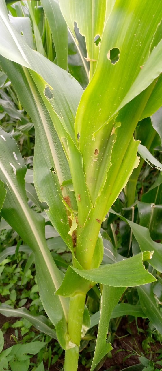 Crop infested by pest, Solan maize growers suffer loss