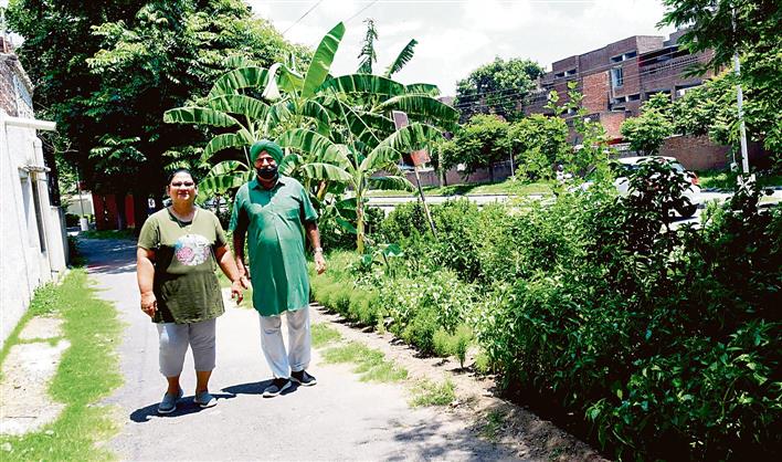 Ex-teacher takes the green way to beat depression, turns ‘dump’ into garden in Chandigarh