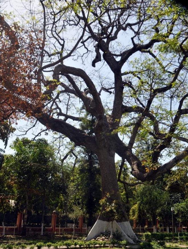 Bære hvordan kommando 200-yr-old trees in Ram Bagh under special care : The Tribune India