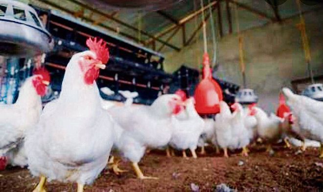 First human case of bird flu being probed, no suspects so far: Centre