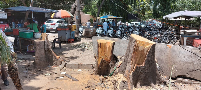 Engineers seek action against axing of trees near DC’s office in Ludhiana