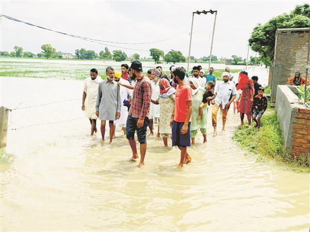 Crop in 43 Sangrur villages submerged