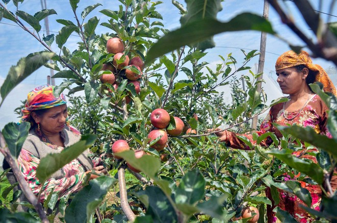Himachal apple growers  seek MIS rates on par with Kashmir