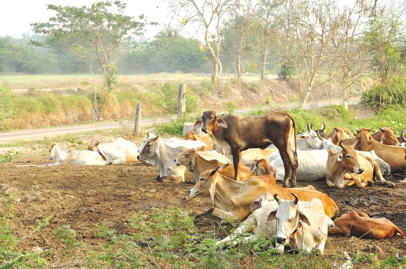 Part of new dairy site a graveyard, claim Patiala lawyers