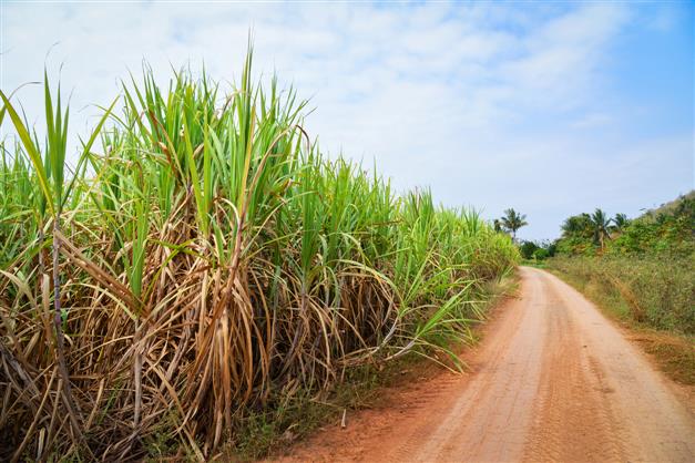 Ahead of Assembly polls, Centre’s push on export, diversion of sugar to ethanol to ensure timely payment of cane dues to farmers