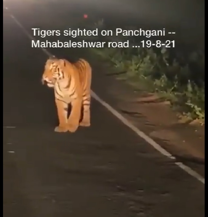 ‘Tigers on the highway’: Video of big cats walking across road goes viral after Anand Mahindra’s tweet