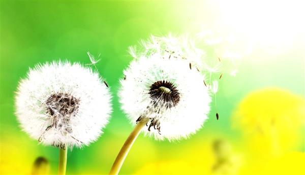 Researchers evolve pollen calendar for Chandigarh