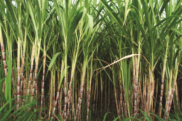 Cane SAP up by Rs 15/quintal in Punjab