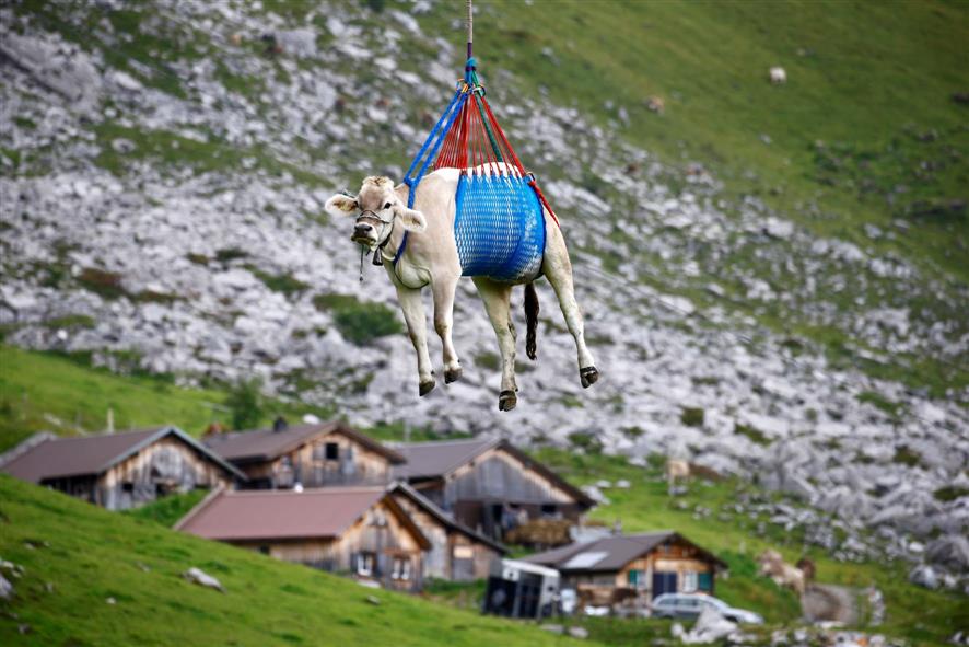 Incredible photos show injured cows being airlifted from Swiss Alps