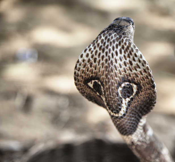 4-yr-old bitten by snake, dies in Kurukshetra