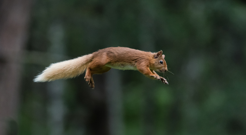 What makes a squirrel leap and land perfectly?