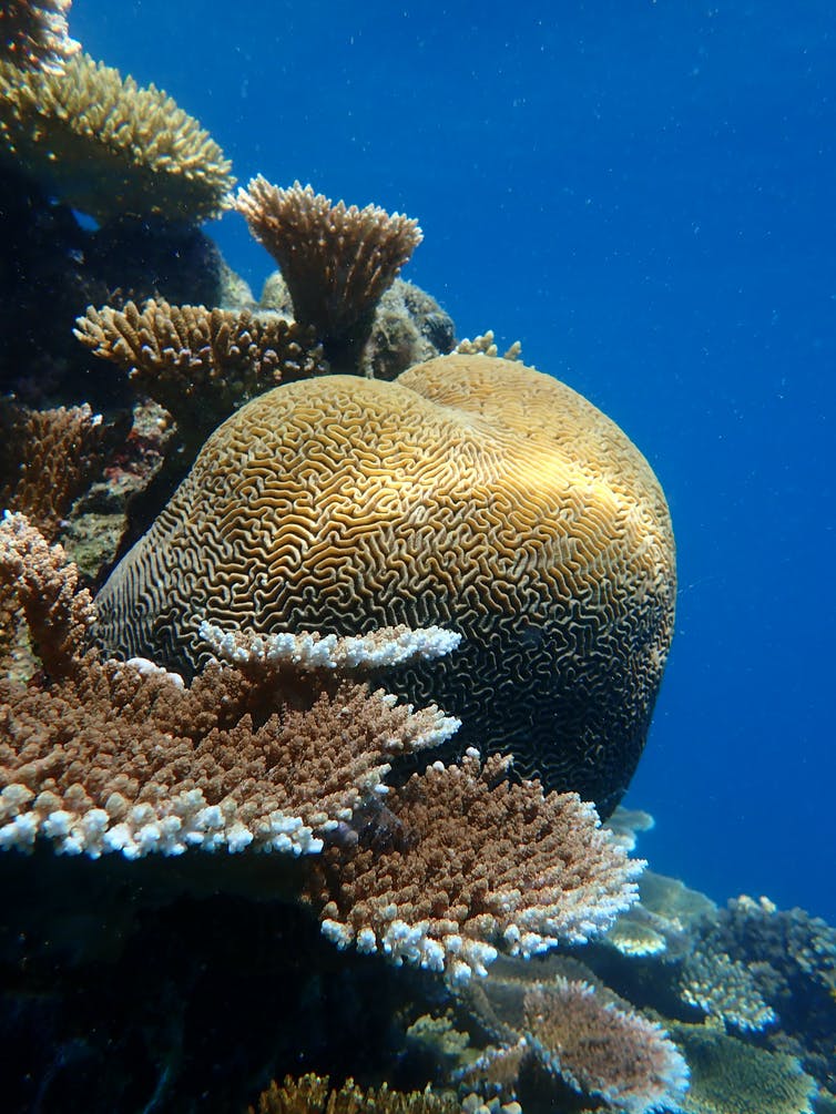 Coral, meet coral: how selective breeding may help the world's reefs survive ocean heating
