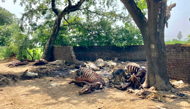 Foot-&-mouth disease: Dumped carcasses raise stink in Ludhiana, Malerkotla districts