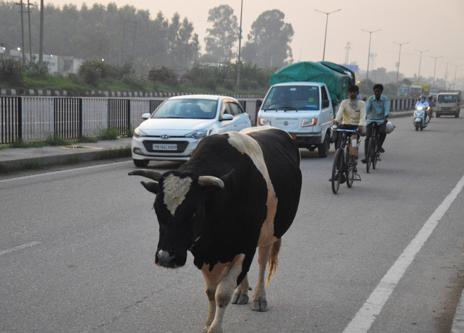 Shifting of stray cattle to shelters sought in Ludhiana