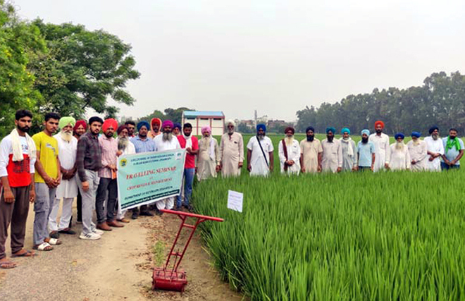 Punjab Agricultural University develops five varieties of 3 crops