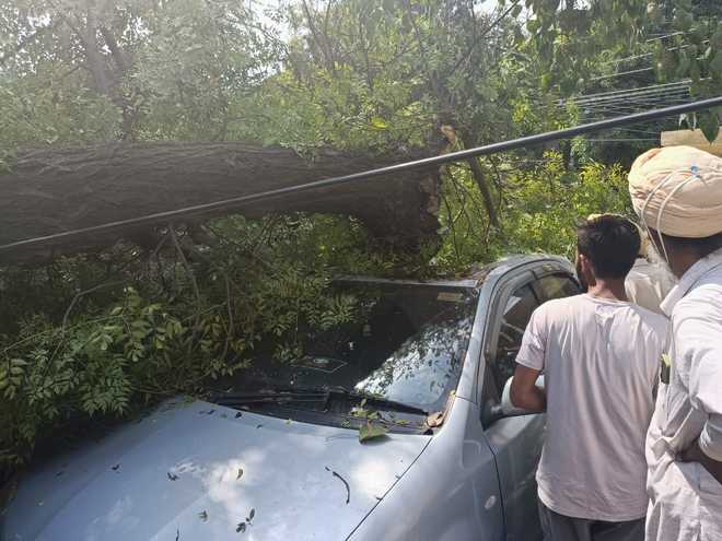 Ludhiana: Tree falls on cars near Mint Ghumri Chowk, Model Town