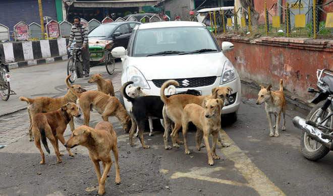 Civic authorities fail to contain stray dog menace