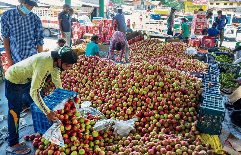 ‘Evasion’ of market fee at Panchkula apple market : The Tribune India