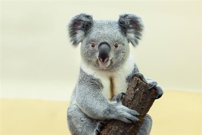 koalas on of extinction: Conservationists
