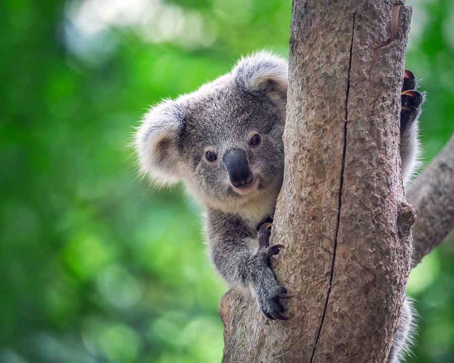 Australia has lost one-third of its koalas in the past three years
