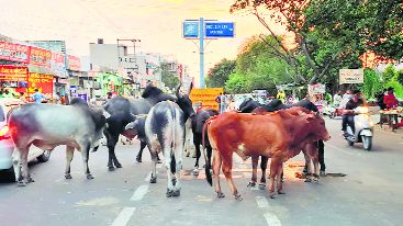 Stray cattle hinder traffic in Karnal