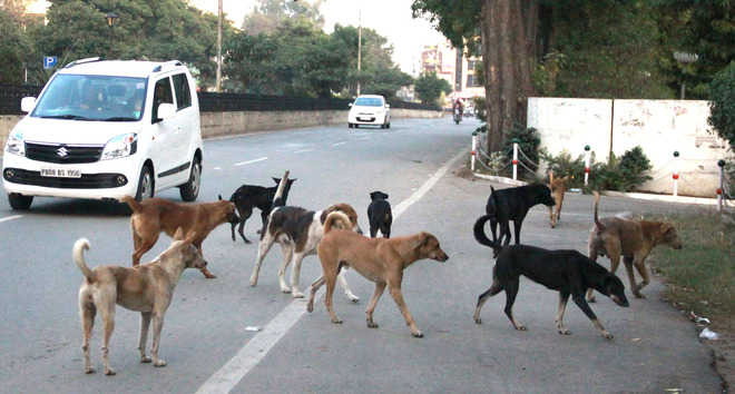 Over 90 canines vaccinated in Mohali