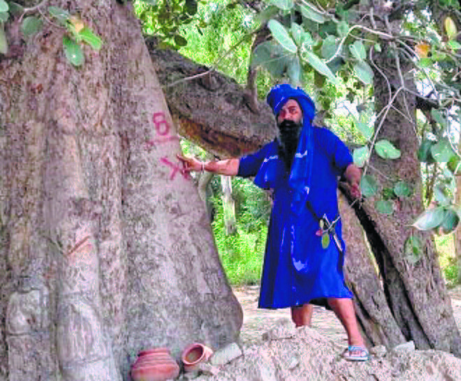 Improving air purity on their mind, Amritsar admn to prepare database of old trees