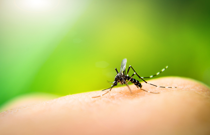 Male mosquitoes don’t want your blood, but they still find you very attractive