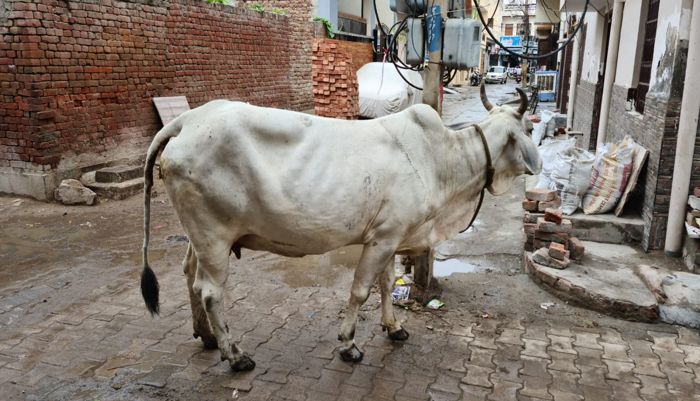 No end to stray cattle menace in Hisar