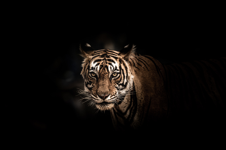Scientists unravel mystery behind Odisha’s ‘black tigers’