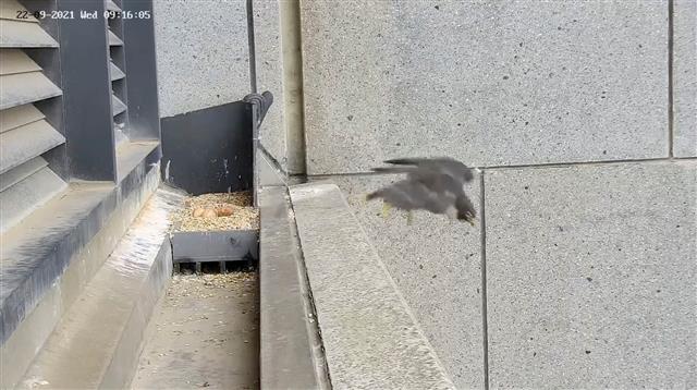 Melbourne quake rocks squawking falcon out of nest