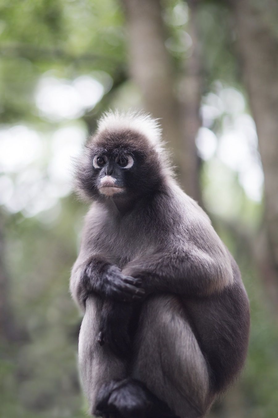 Bespectacled monkey population rising in Tripura despite loss of habitat