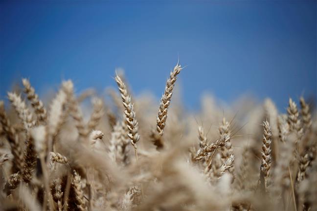 Centre hikes MSP of wheat by Rs 40, mustard by Rs 400