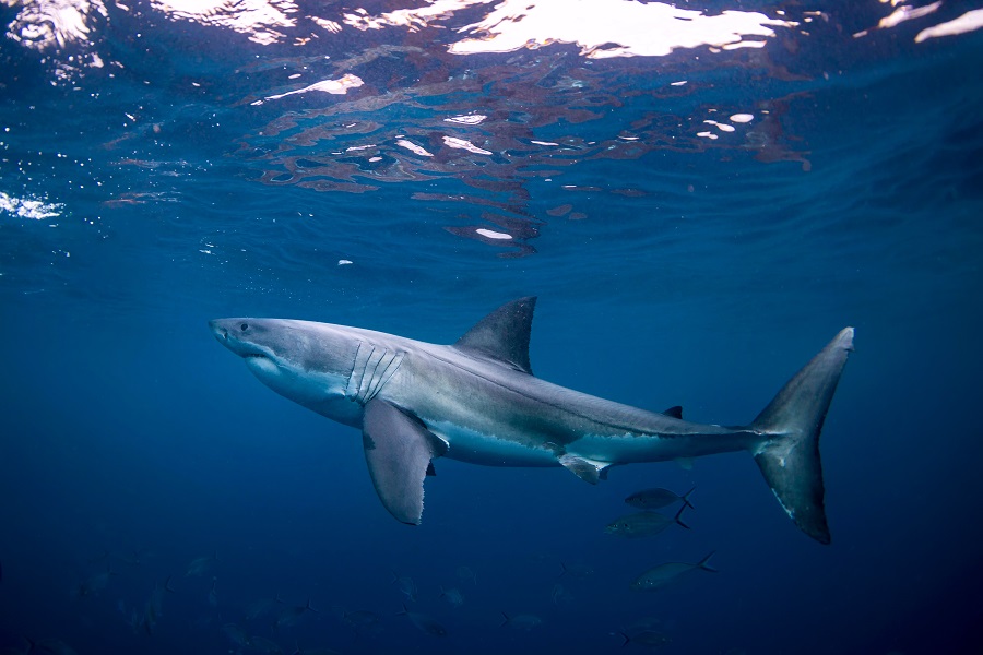 Over 10% of Australian shark species facing extinction