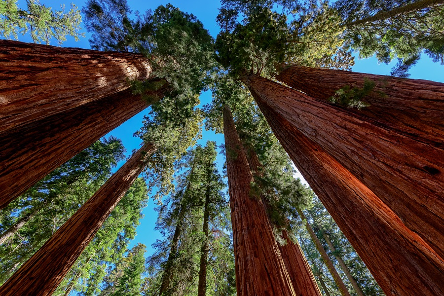 Growing California wildfire spares group of giant sequoias