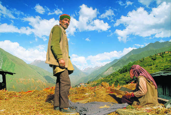 13 pc farmers in Himachal adopt low-cost natural farming