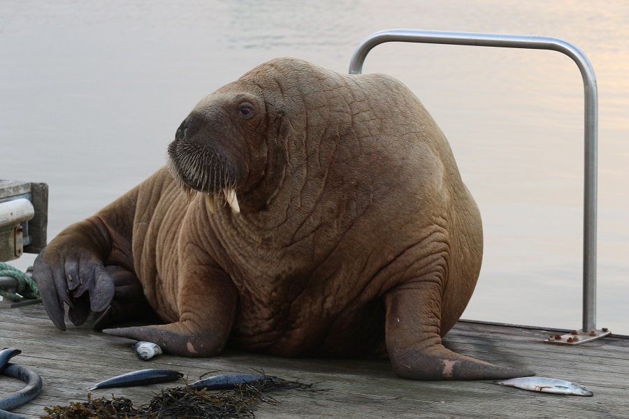 Wandering celebrity walrus spotted in Iceland