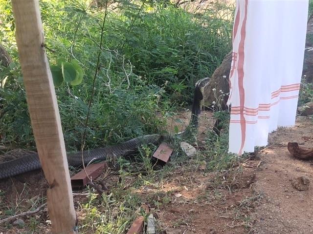Zoho CEO's ‘brave’ encounter with 12-foot king cobra in Tamil Nadu village