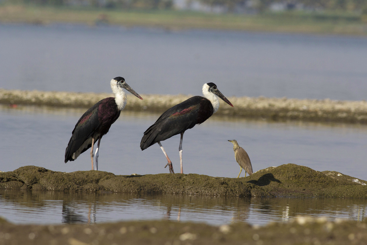 First-of-its-kind study finds storks prefer canals over wetlands