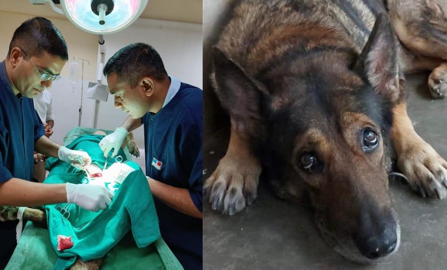 ITBP vets’ new ‘hop-on-hop-off’ surgery protocol for dogs reduces sedation time, stress