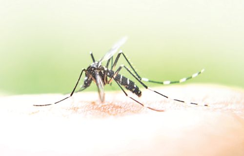 Monsoon delay may lead to dengue spike in Punjab
