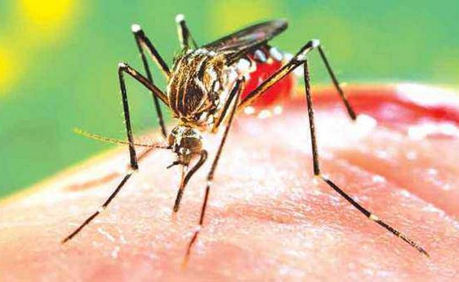Special drive to check dengue in Hoshiarpur