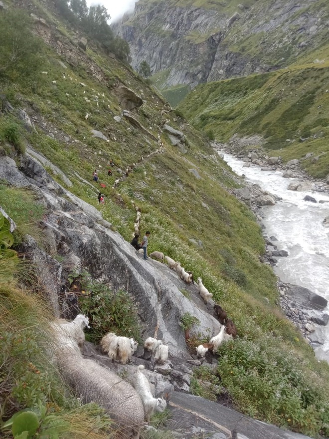 10K sheep stranded in Mantalai area rescued