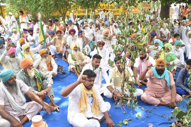 Bathinda: Cotton growers protest over pest attack