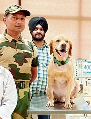 New ‘leash’ of life for BSF’s sentinel