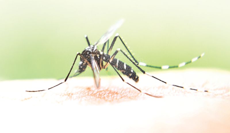 6 dengue cases in Sept, Jalandhar administration on alert