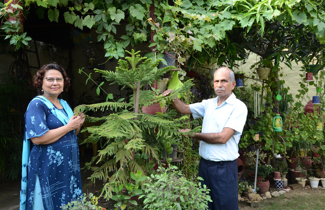 Love for lush: This Jalandhar couple bought a plot to fulfil its passion for lawn