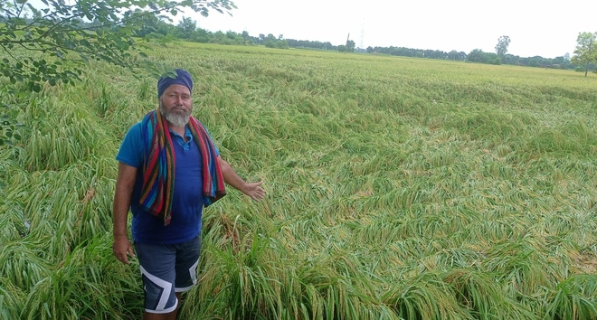 Showers flatten paddy crop, delay sowing of vegetables