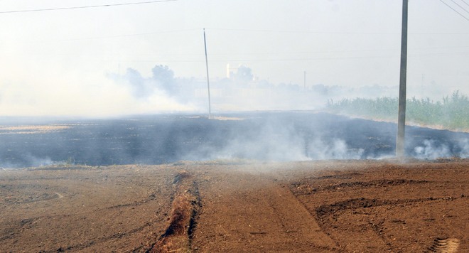 SHGs to help deal with paddy straw burning